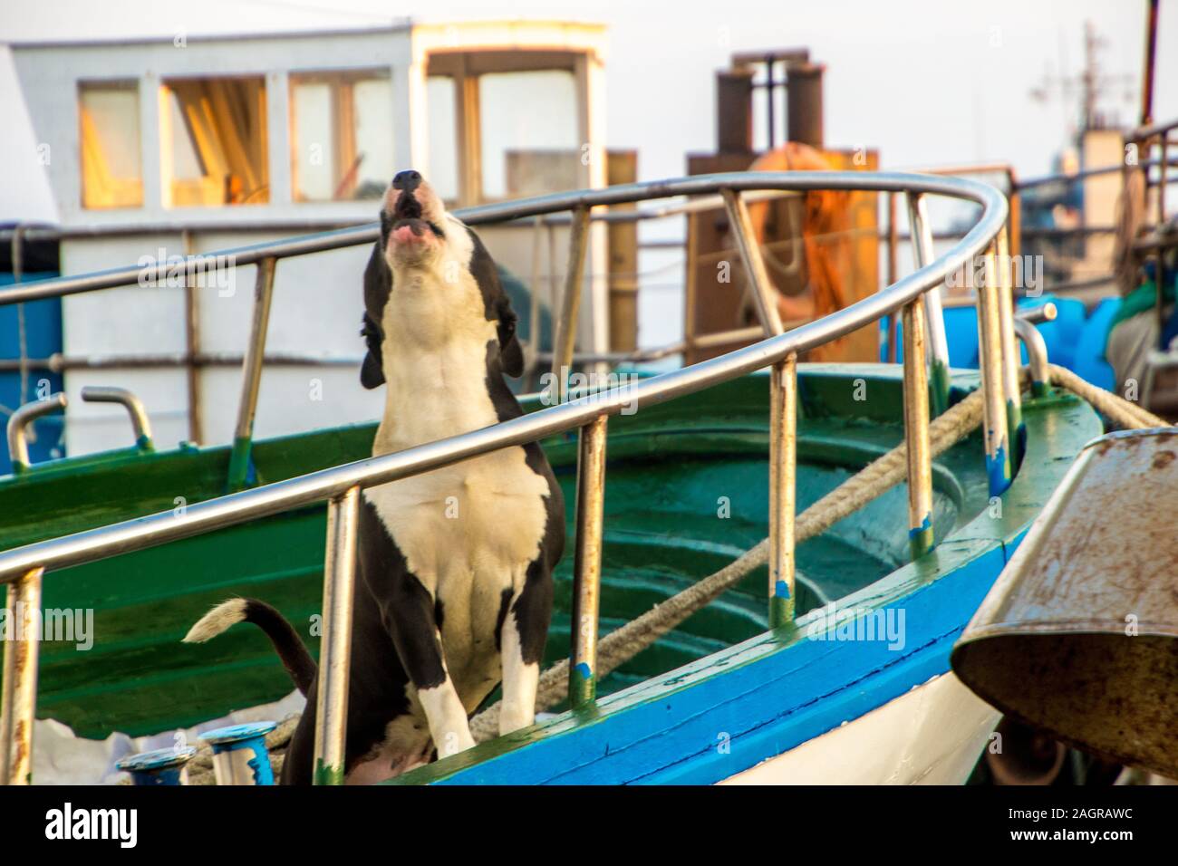 A large dog protecting it's owner's fishing boat. Stock Photo