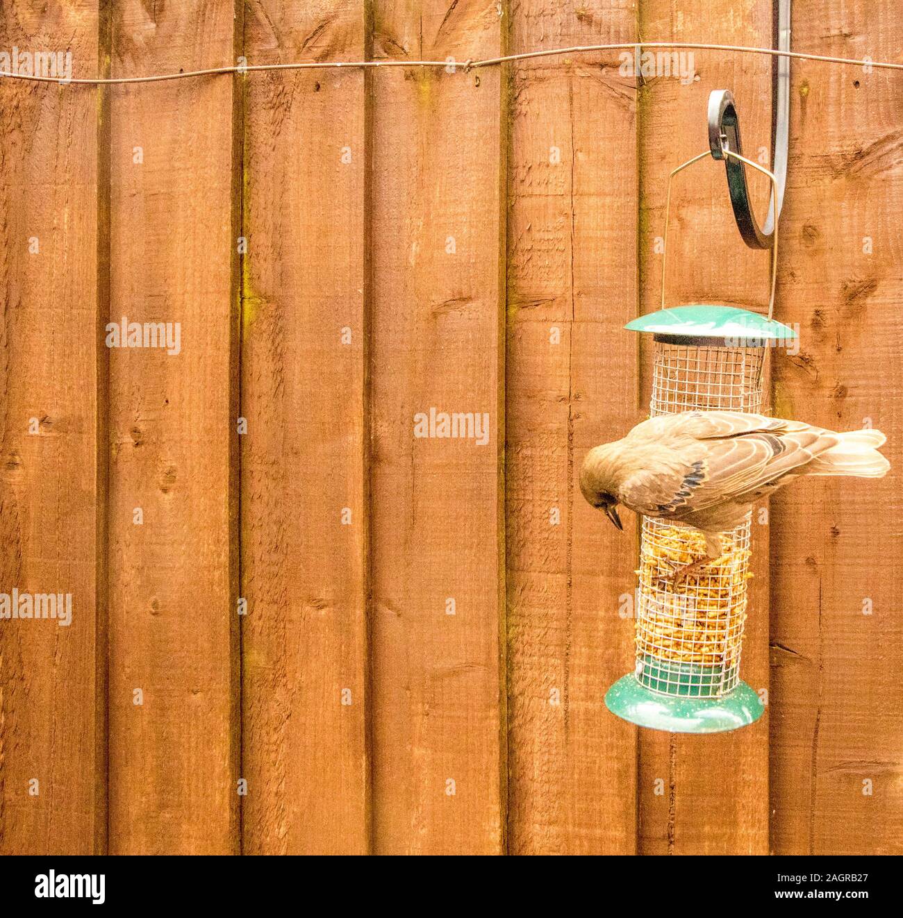 Starling birds eat from a bird feeder in a typical garden, in the