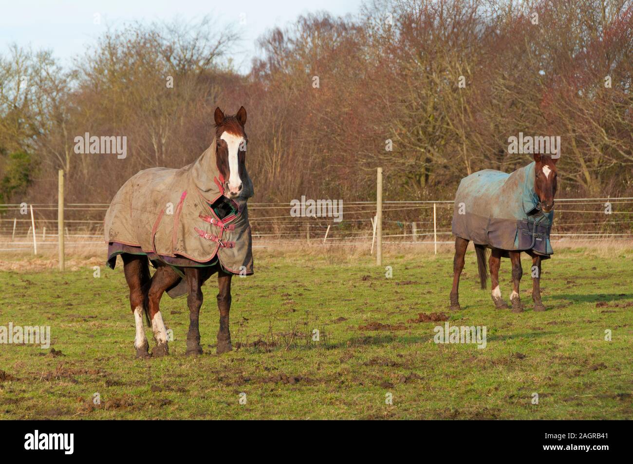 Horses wearing winter coats in Bedfordshire England UK Stock Photo Alamy