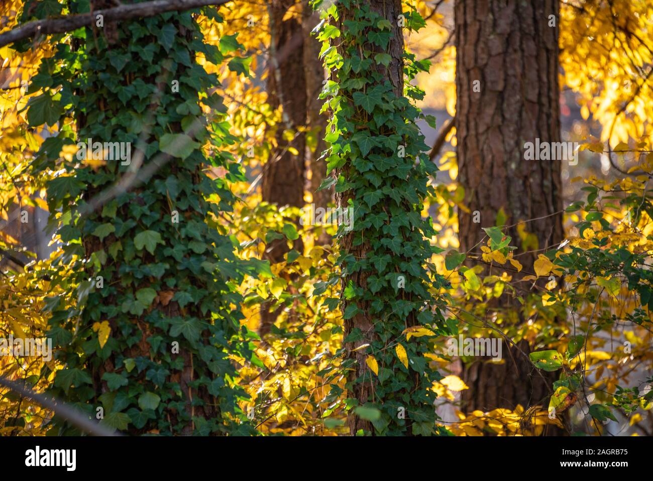 English ivy climbing pine trees against a backdrop of sunlit Autumn foliage near Atlanta, Georgia, USA. Stock Photo