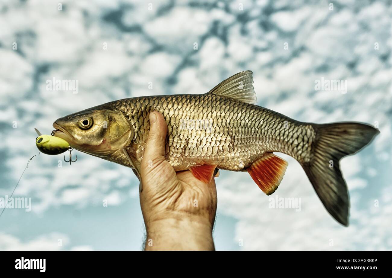 2,040 Weight Scale Fish Images, Stock Photos, 3D objects