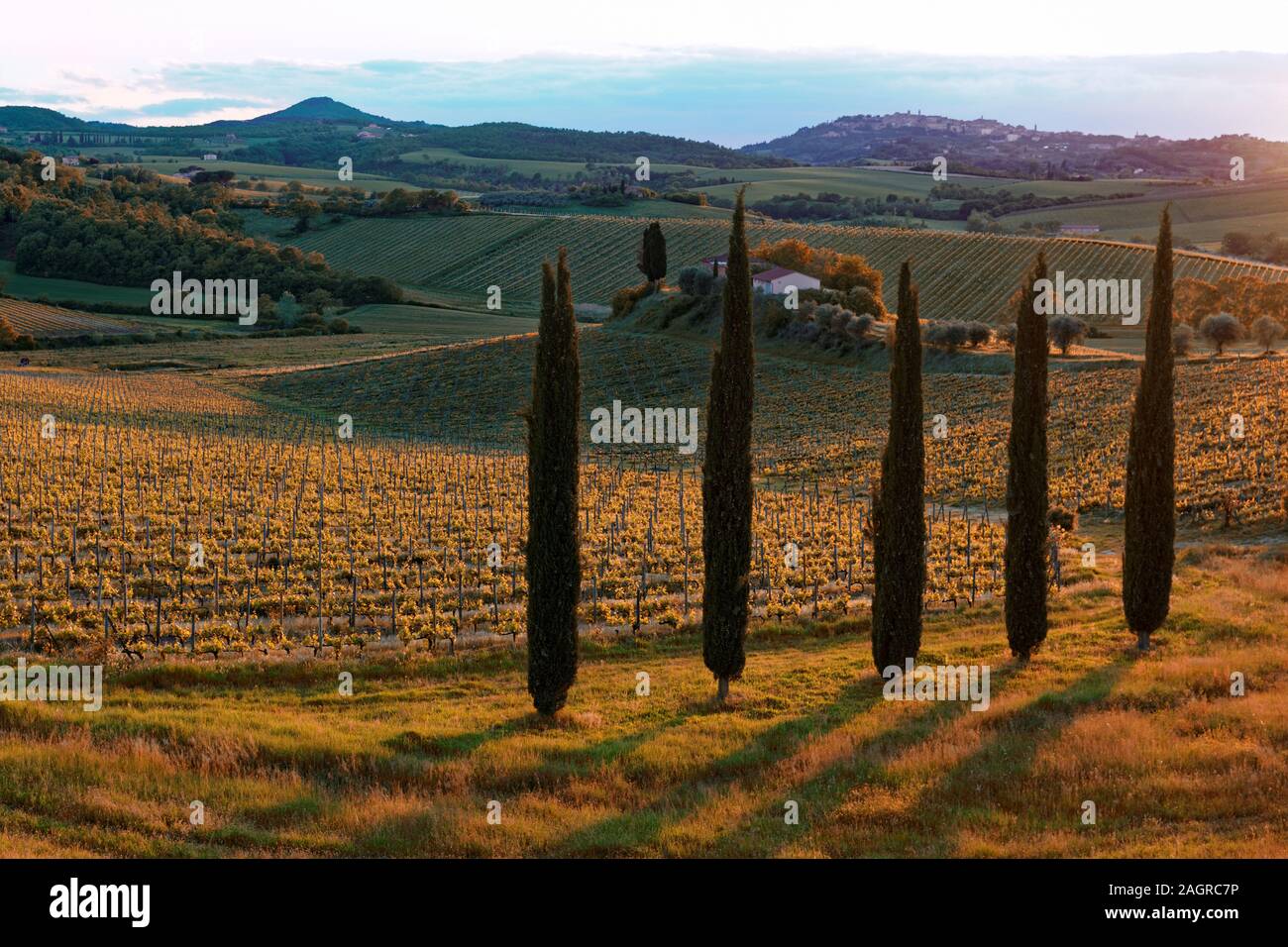 Tuscan vineyard and cypresses at sunset, toned image Stock Photo