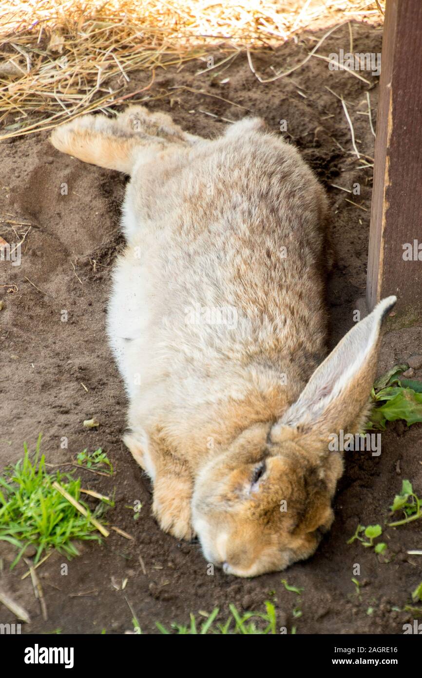 A huge bunny rabbit resting in the summer heat Stock Photo Alamy