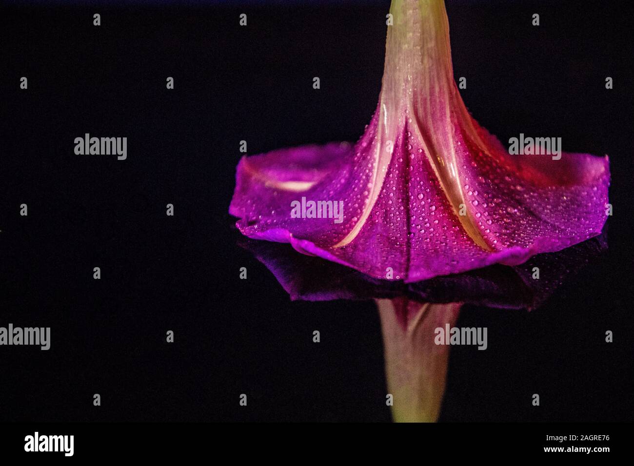 dress that looks like a flower