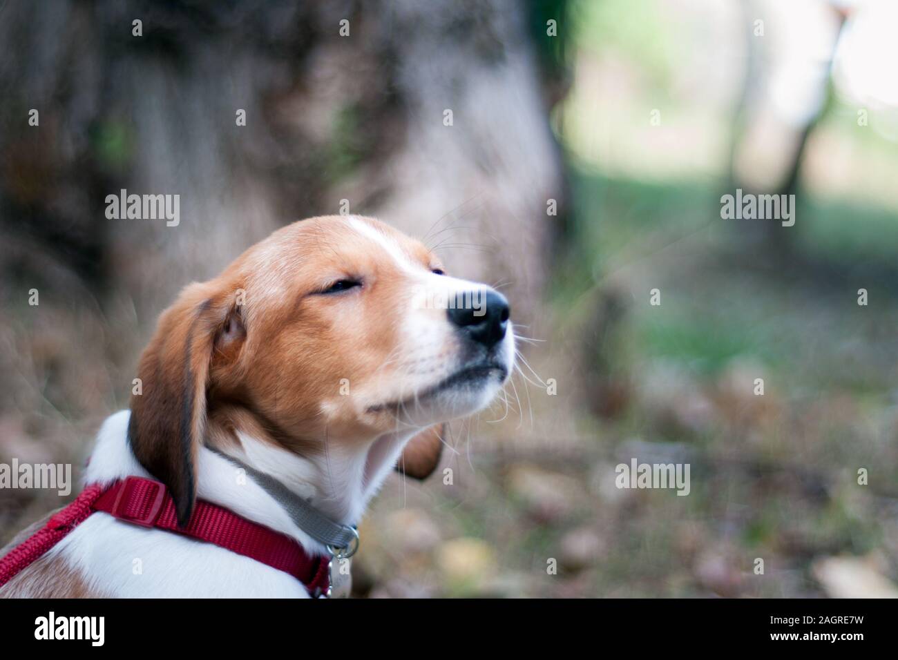portrait of a beautiful, smiling,  white and brown dog with eyes closed, he is feeling happy and a little bit sleepy. Pets outdoors Stock Photo
