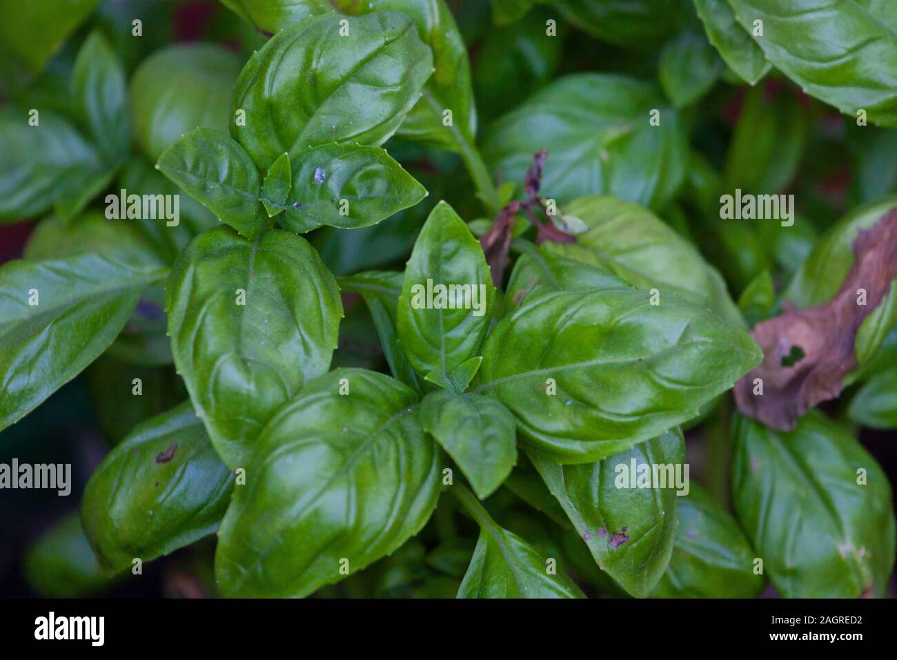 Fresh Basil leaves Stock Photo Alamy