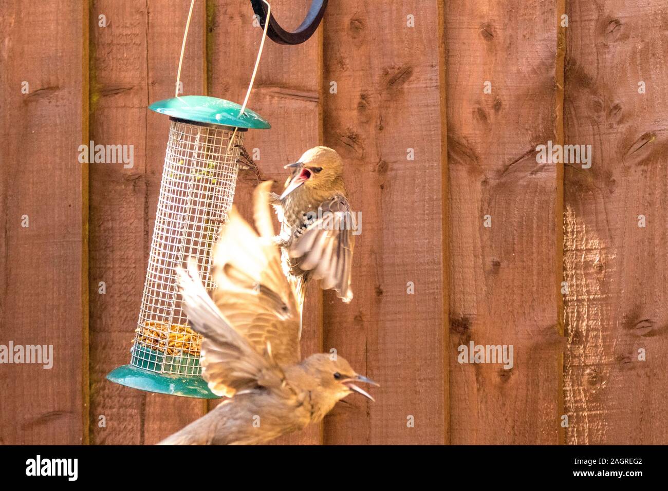 Starling birds eat from a bird feeder in a typical garden, in the