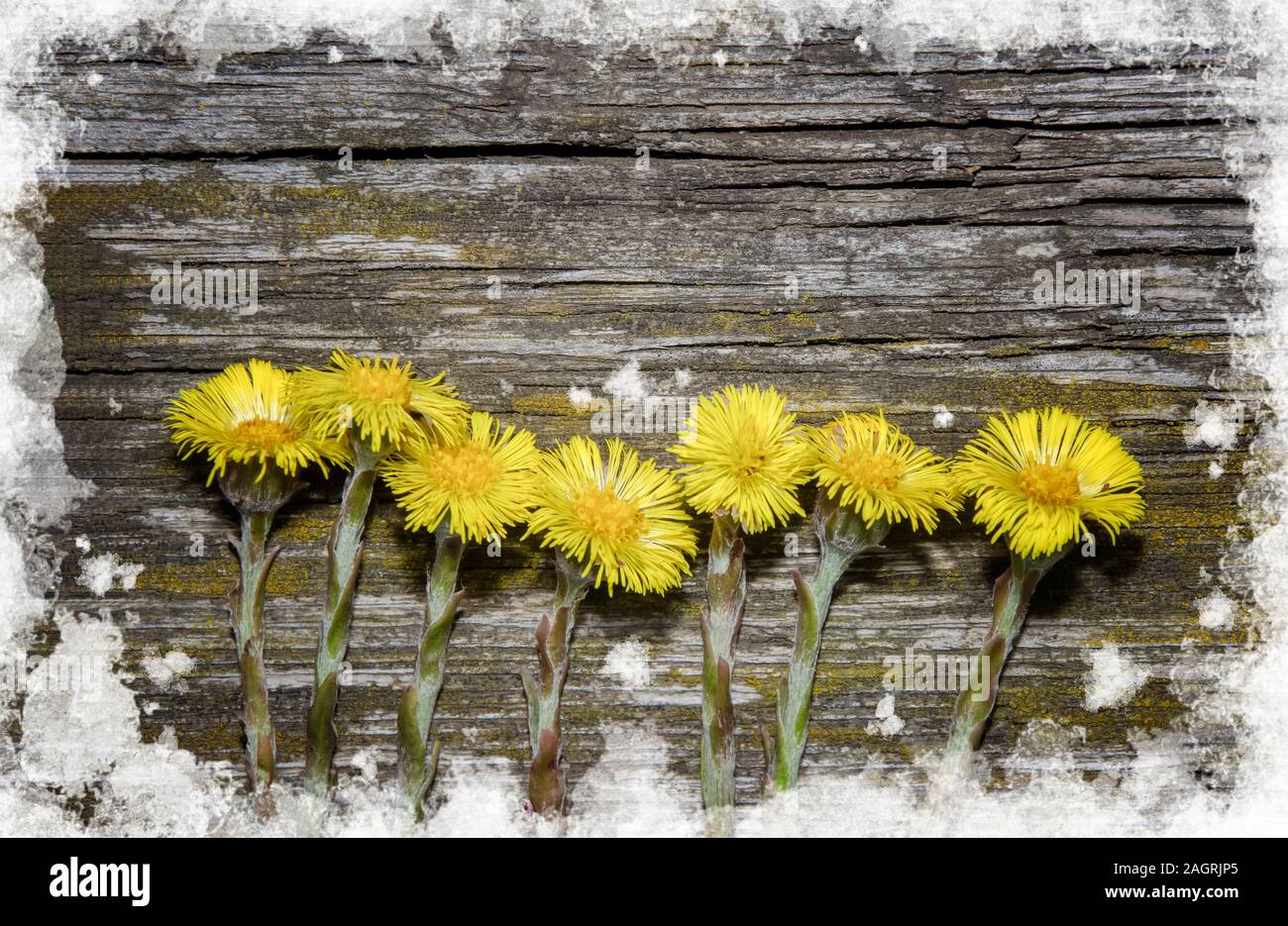 seven yellow first flowers Tussilago mother stepmother early spring melting snow top view wooden background brown dark old smooth Stock Photo