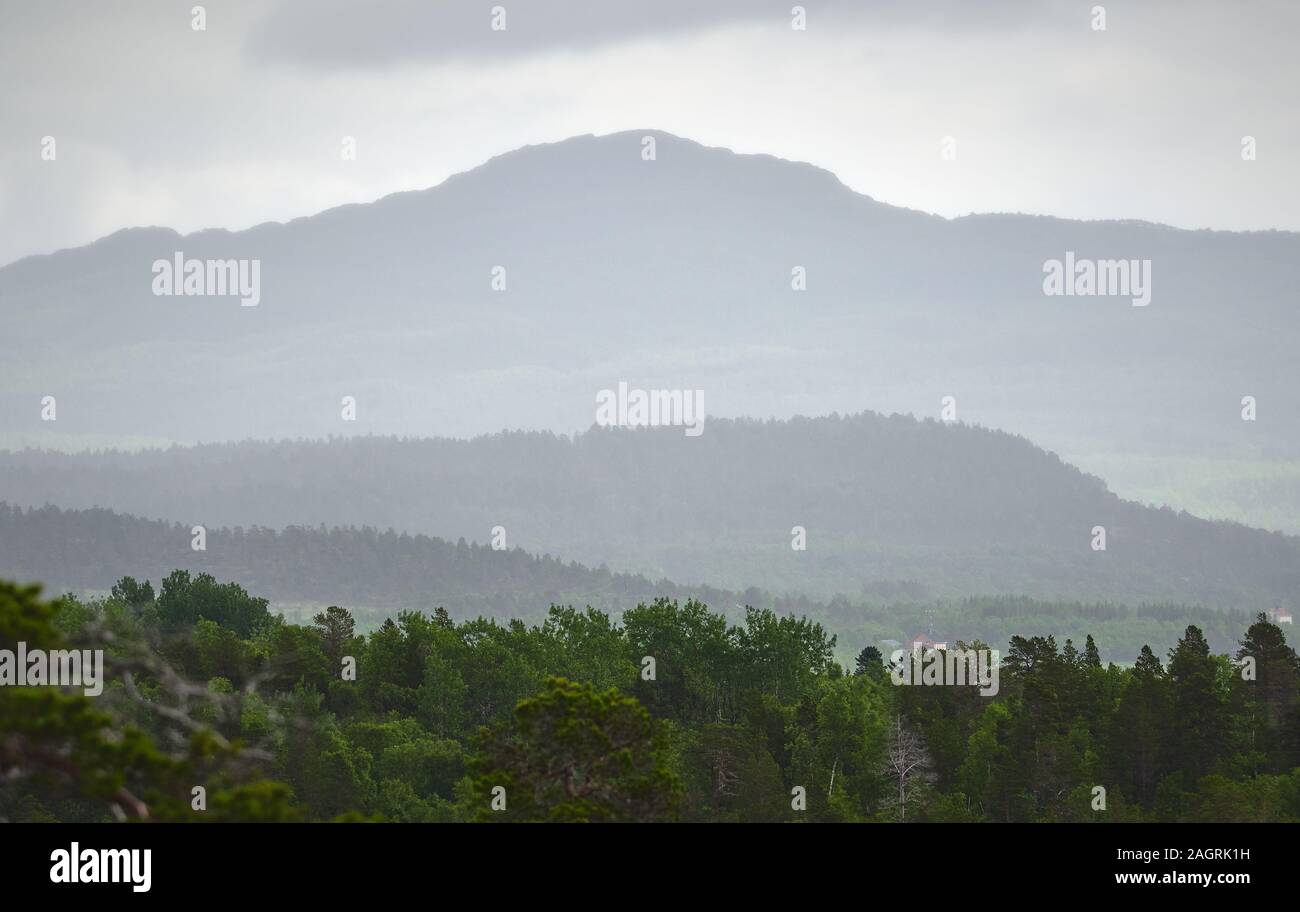 Foggy Summer Landscape With Misty Mountains Forest At The Foreground And A Misty Mountain Peak On The Background Anderdalen National Park Senja Isl Stock Photo Alamy