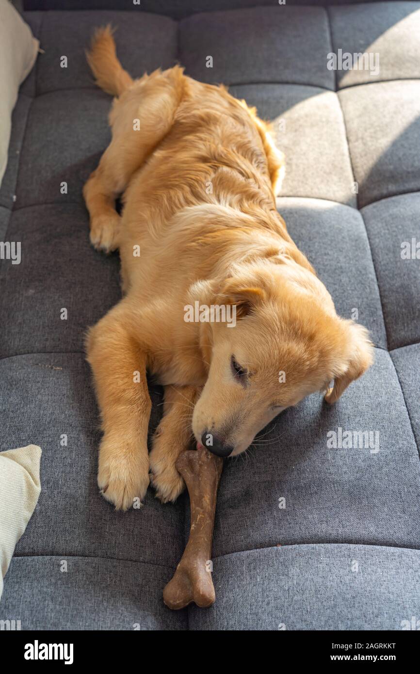 Little golden retriever playing with rawhide bone on sofa Stock Photo