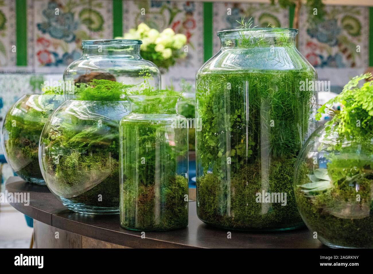 Indoor plants in glass jars Stock Photo Alamy