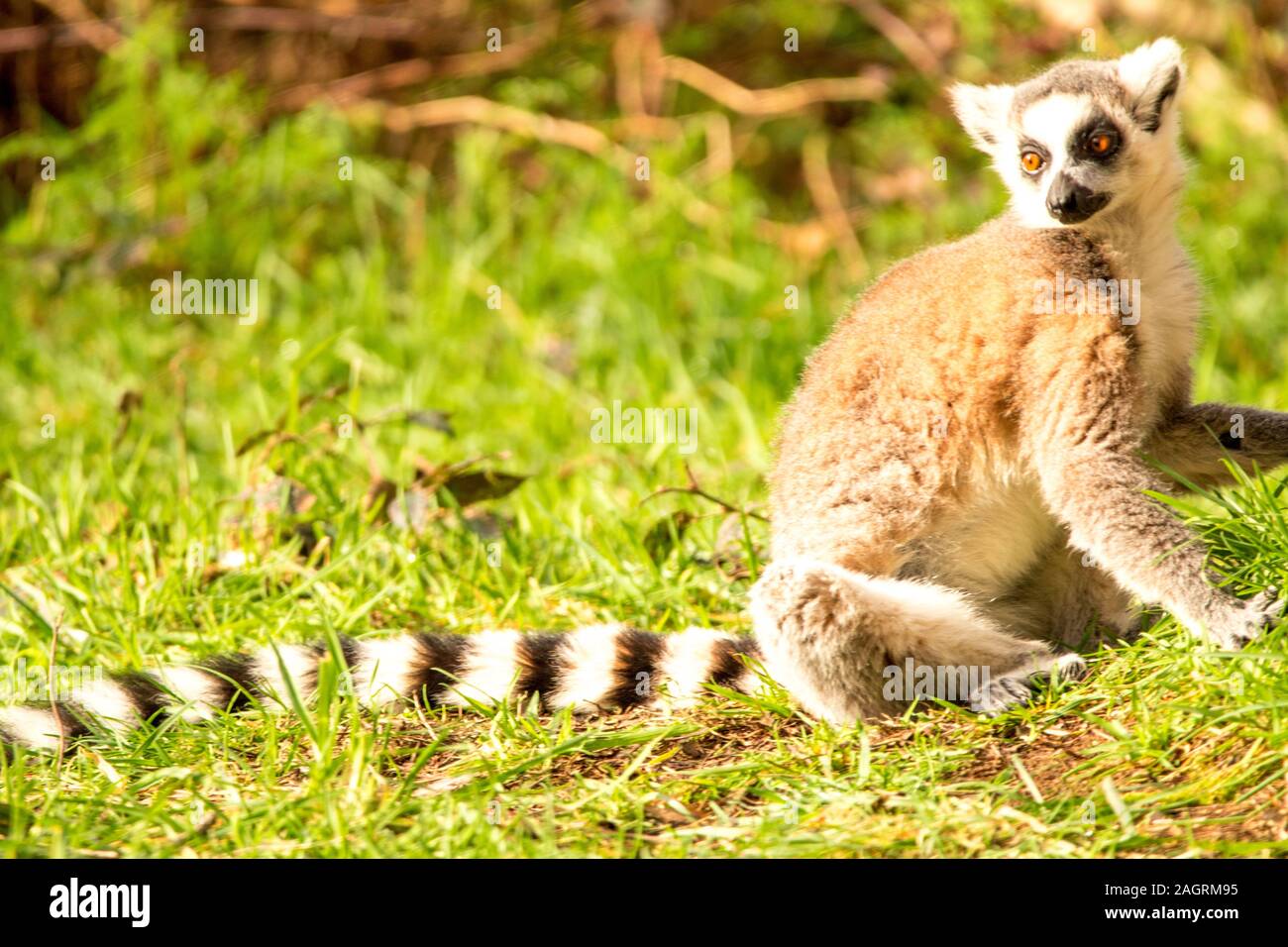 One of the favourite and adorable monkeys around, the Lemur. Stock Photo