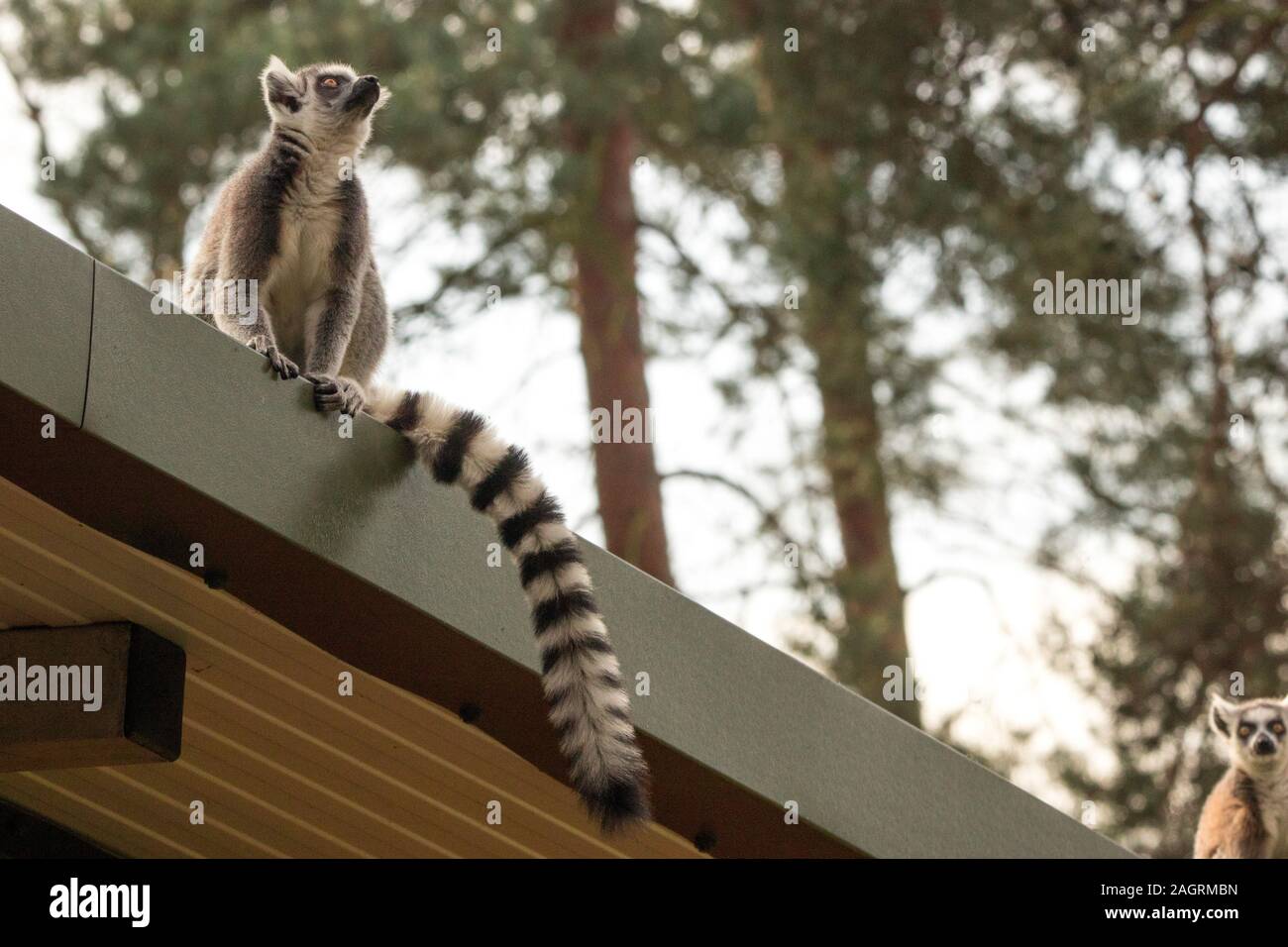 One of the favourite and adorable monkeys around, the Lemur. Stock Photo
