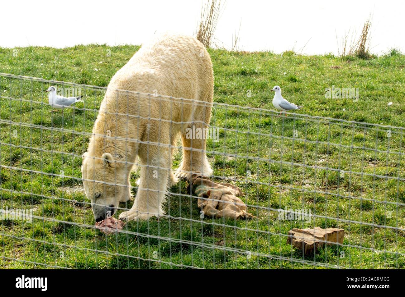 A huge and friendly looking Polar Bear, at a UK Zoo enclosure. Stock Photo