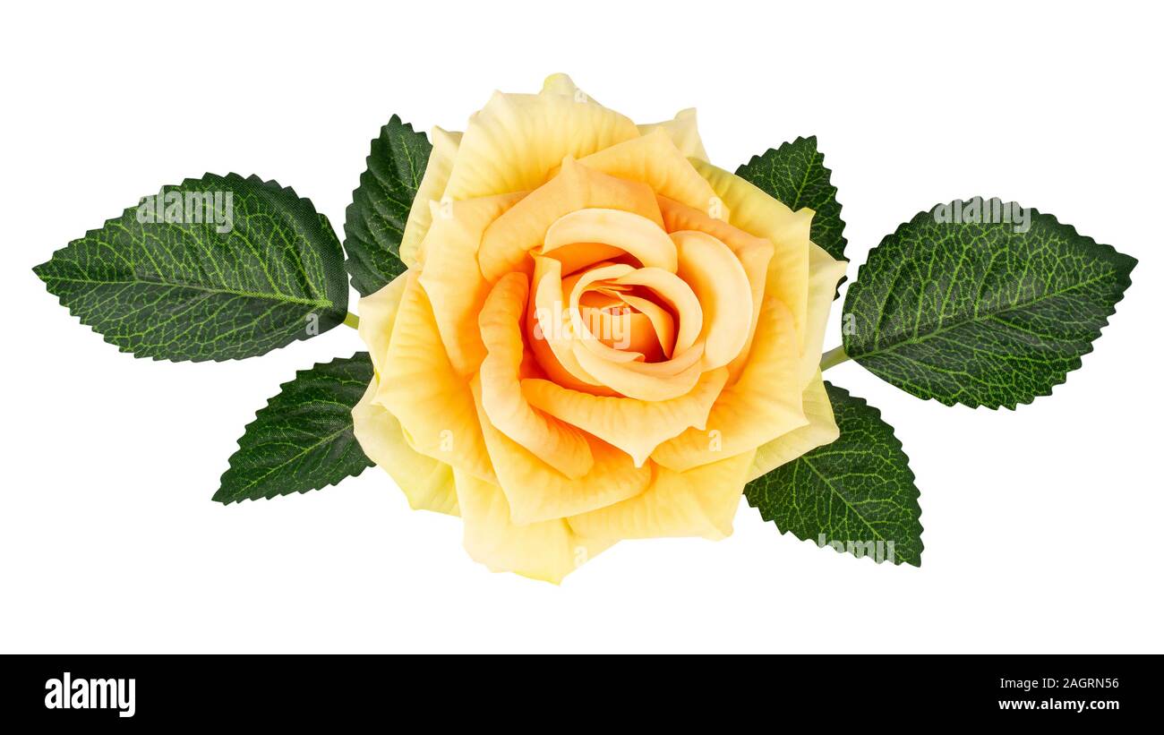Decorative yellow rose with green leaves isolated on white background Stock Photo
