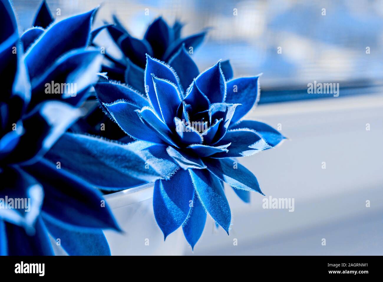 Close up of Beautiful succulent plant on the window. Classic blue color ...