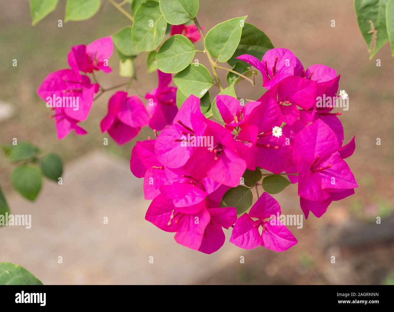 Royal purple bougainvillea plant hires stock photography and images