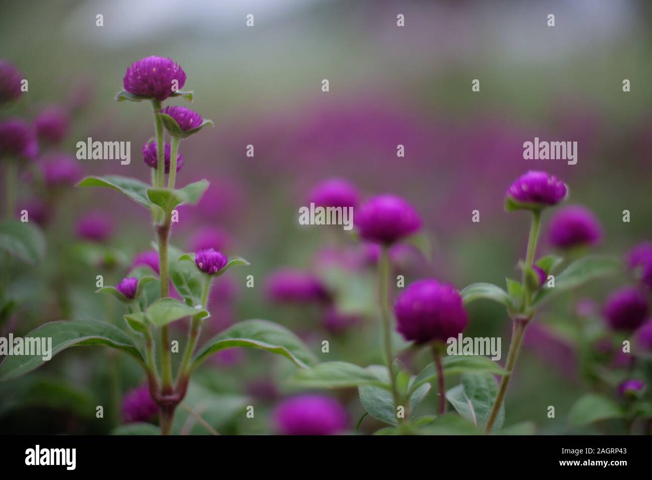 Selective focus shot of purple Lantanas growing in the middle of a field Stock Photo