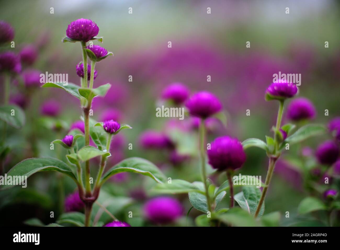 Selective focus shot of purple Lantanas growing in the middle of a field Stock Photo