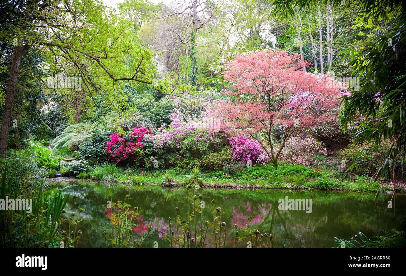 Blooming japanese trees in the nature in spring Stock Photo Alamy