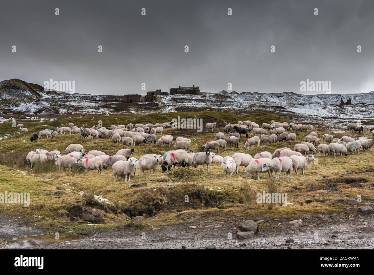 Sheep grazing on winter hay feed beneath the remains of Coldberry Lead Mine, Teesdale, UK Stock Photo