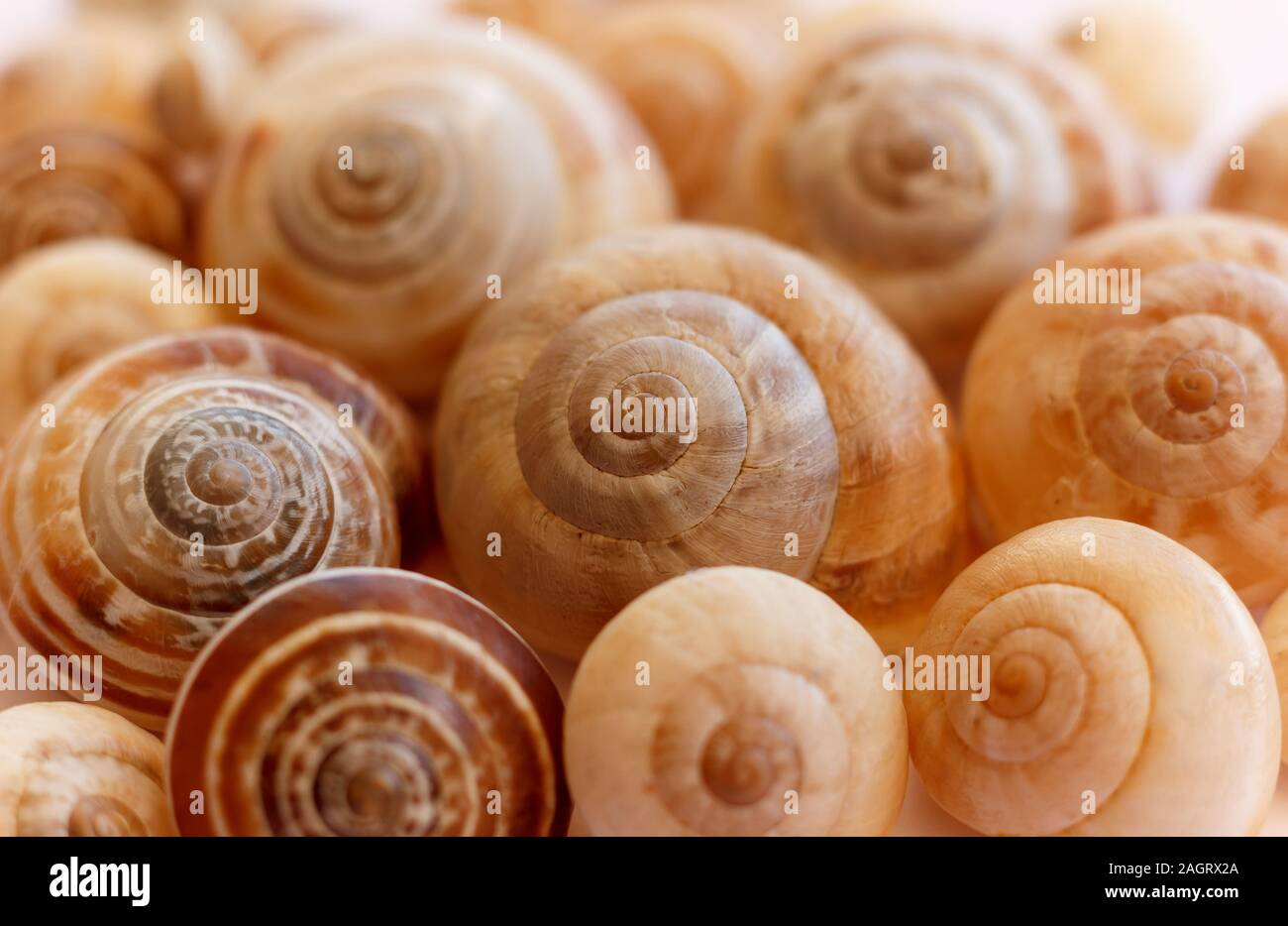 Spiral snail shells. Gastropod shells. Macro, closeup Stock Photo Alamy