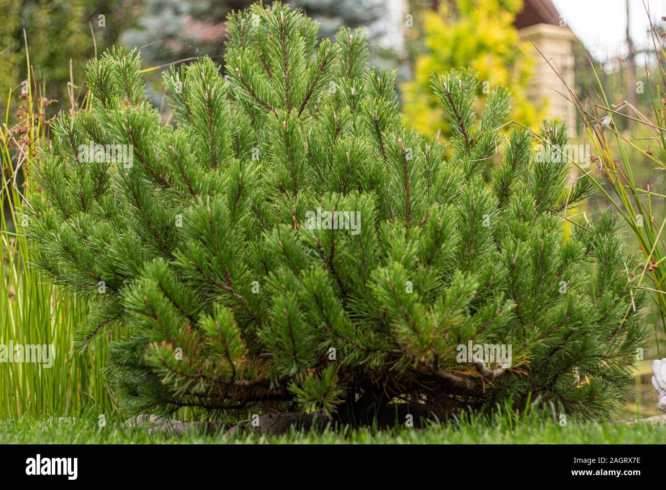 Dwarf mountain pine on the lawn, selective focus. Stock Photo