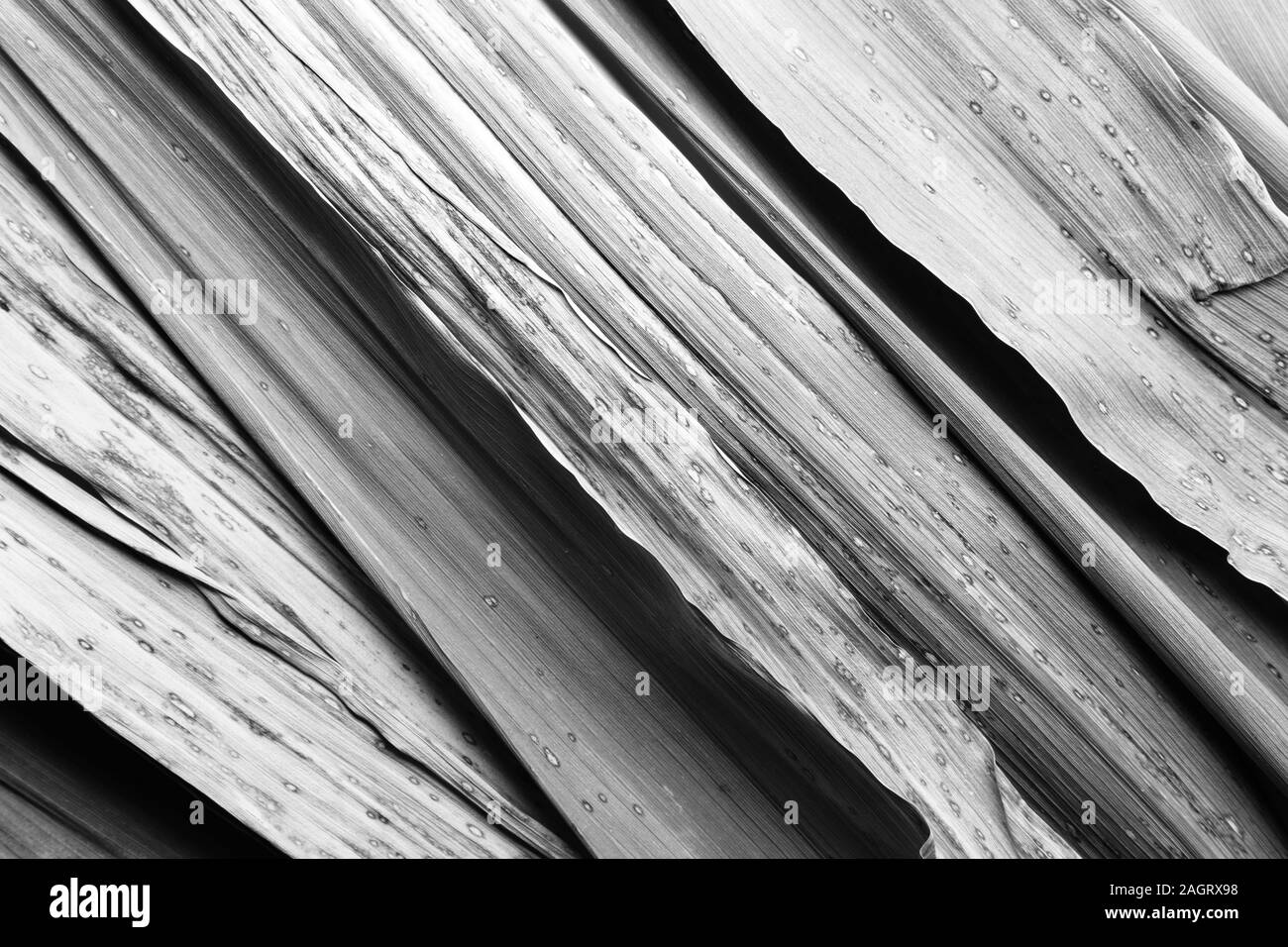Black and white natural texture, close-up of bamboo leaves Stock Photo