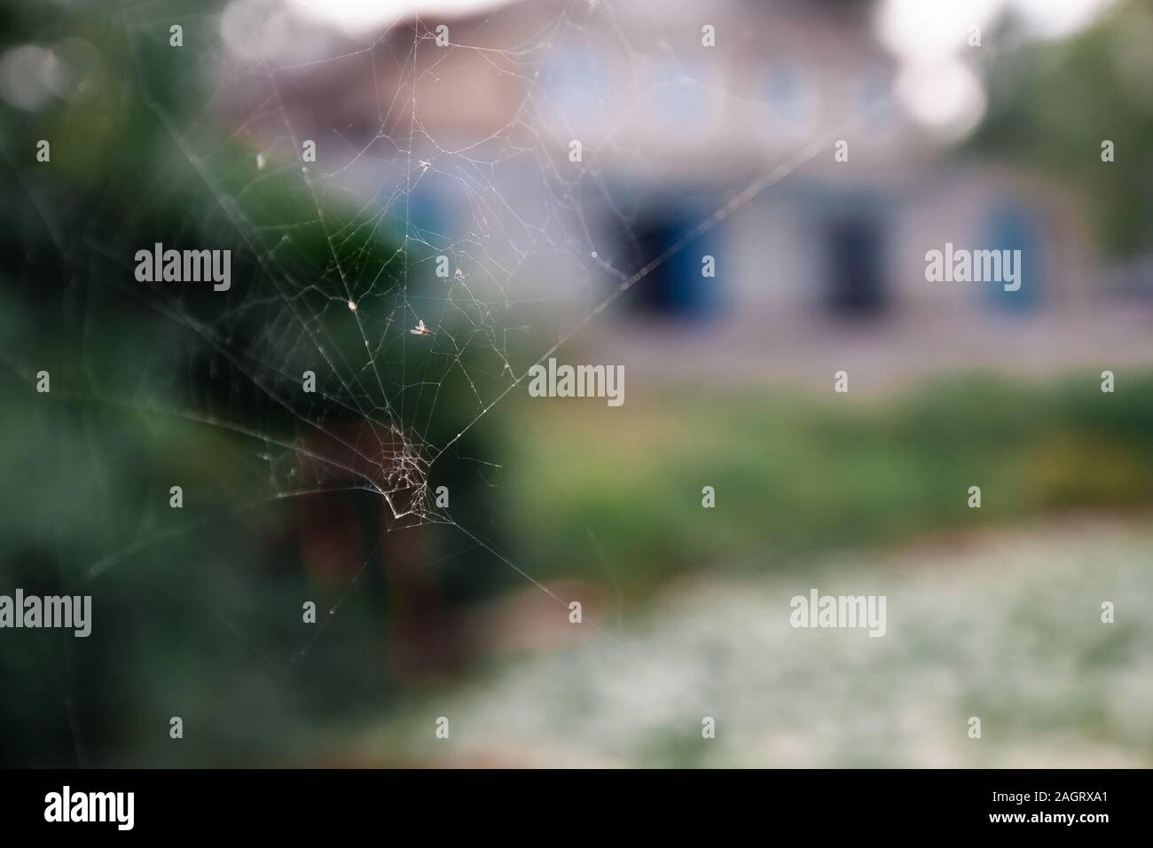Close up spider web in blur Stock Photo