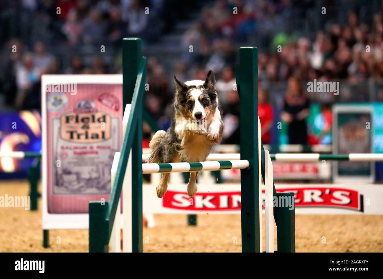 A dog competes in the Kennel Club Large Jumping Grand Prix during day
