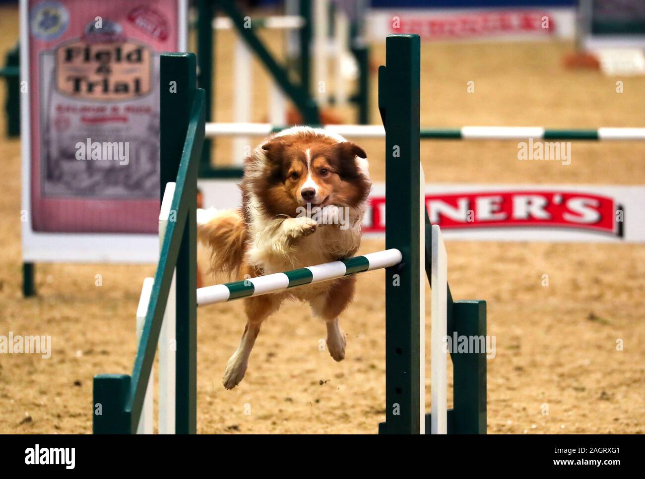 Dogs at large agility 2025