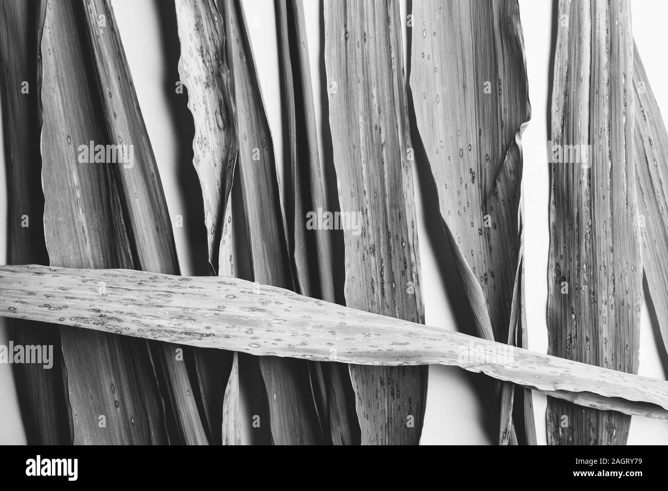 Black and white natural texture, close-up of bamboo leaves Stock Photo
