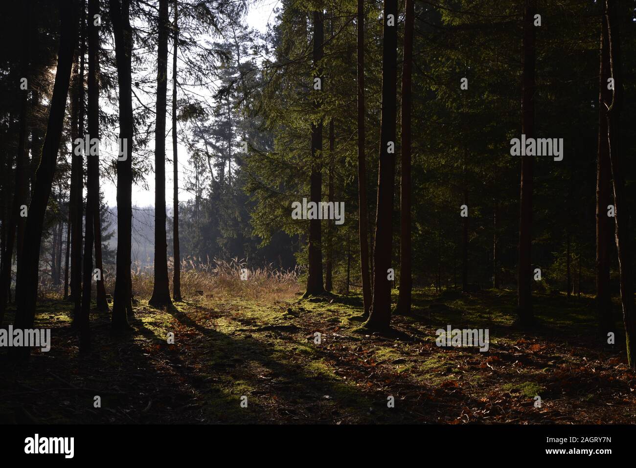 woodland autumn-winter Stock Photo