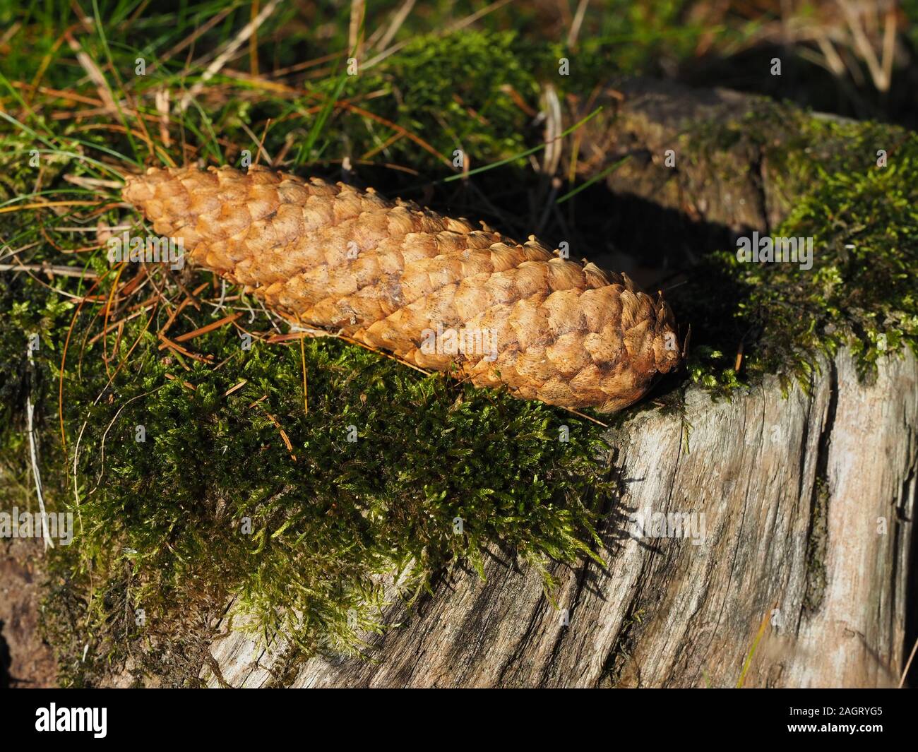 woodland autumn-winter Stock Photo