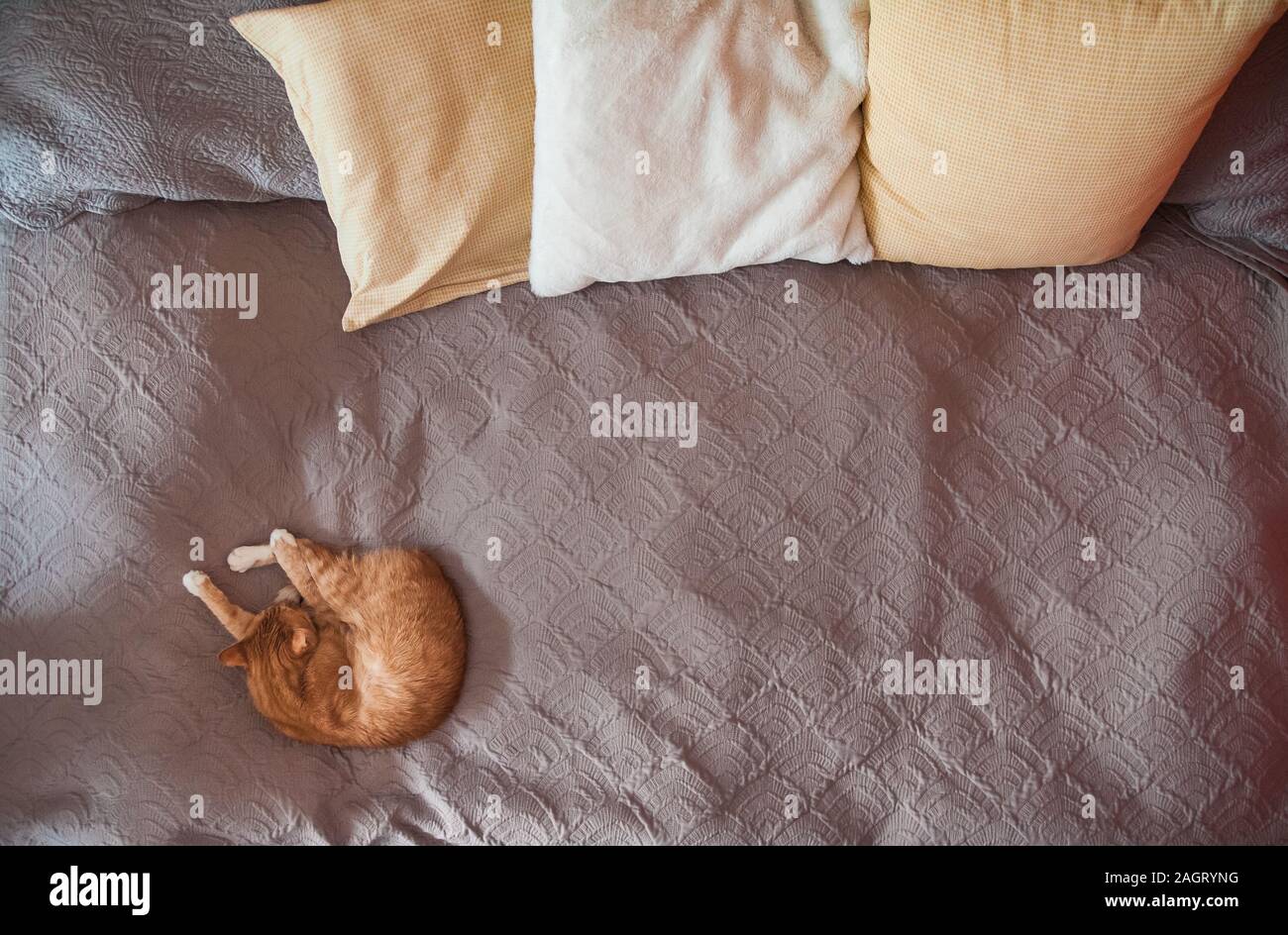Red Cat Sleeps On A Large Gray Sofa Bed With Pillows Top View