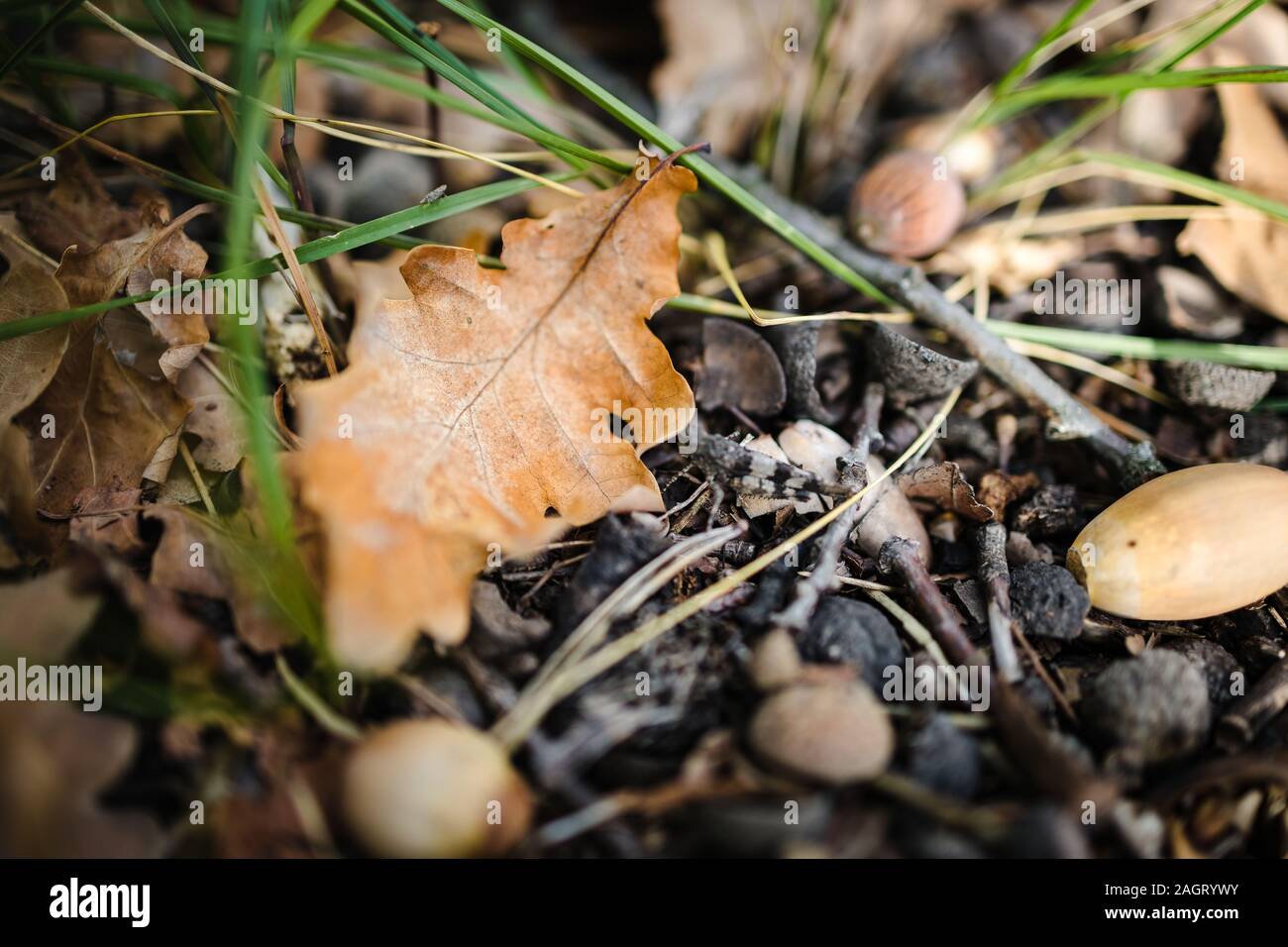 On the ground are autumn yellow dry oak leaves and acorns. Close-up ...