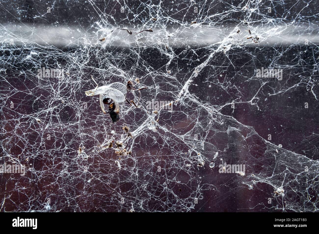 Remain of insects caught in cobweb Stock Photo - Alamy