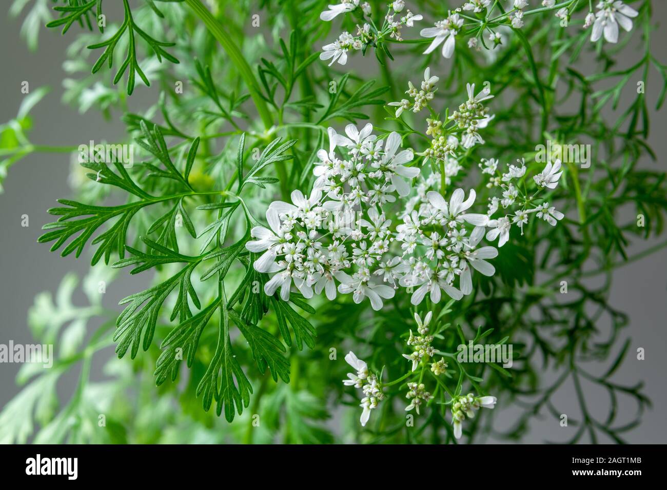 Coriander crop hires stock photography and images Alamy
