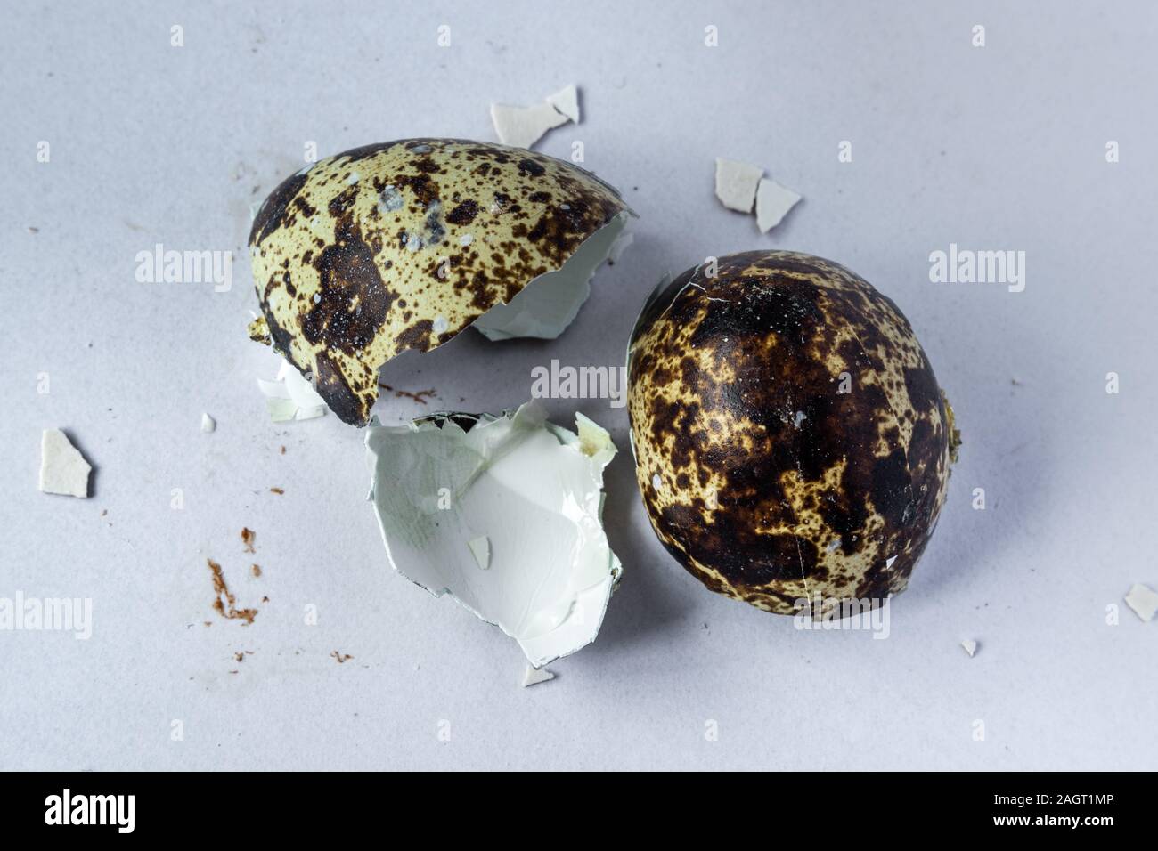 Crashed quail egg shell Stock Photo
