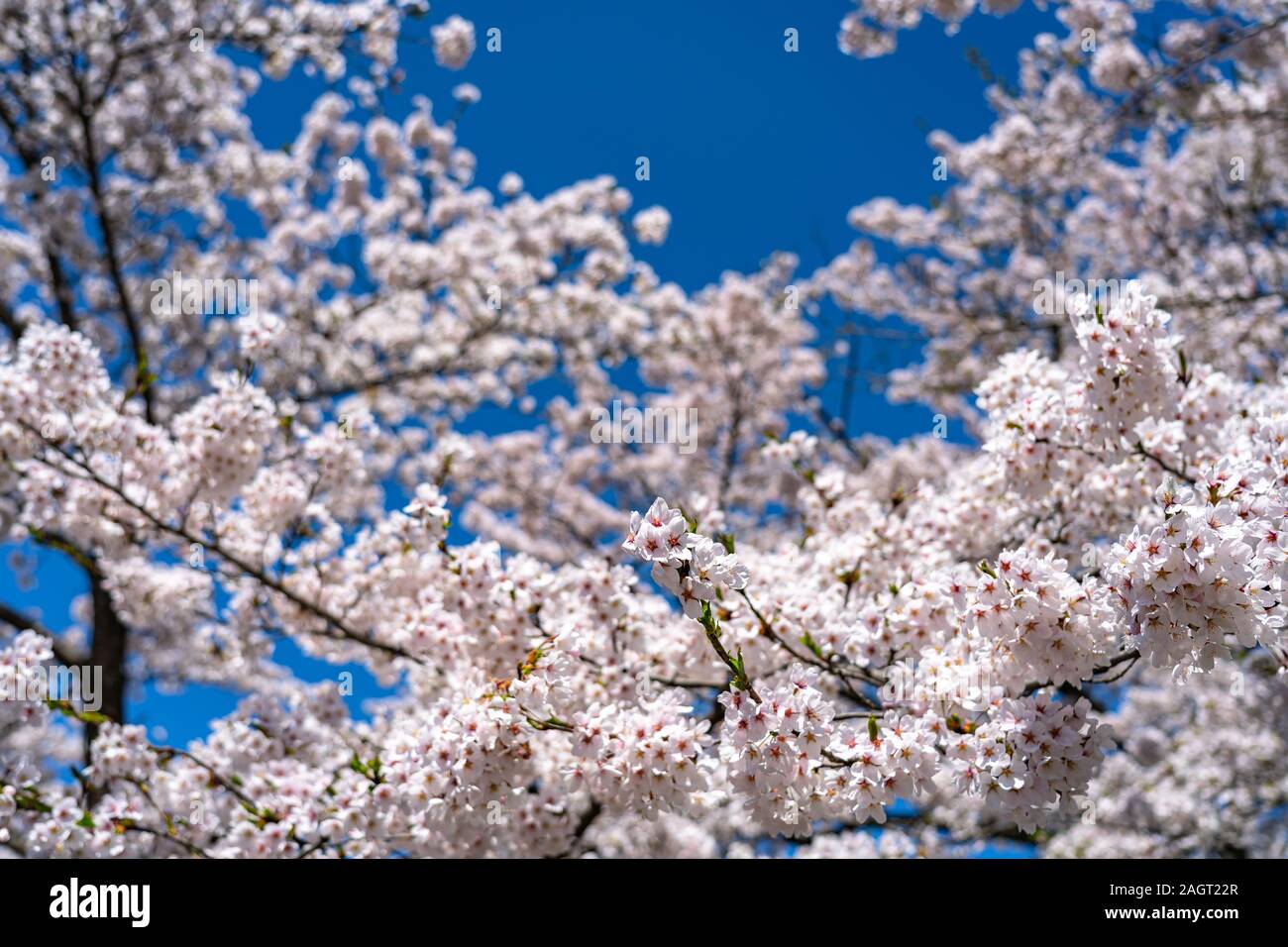 Close up full bloom beautiful pink cherry blossoms flowers ( sakura ) in springtime sunny day with blue sky natural background Stock Photo