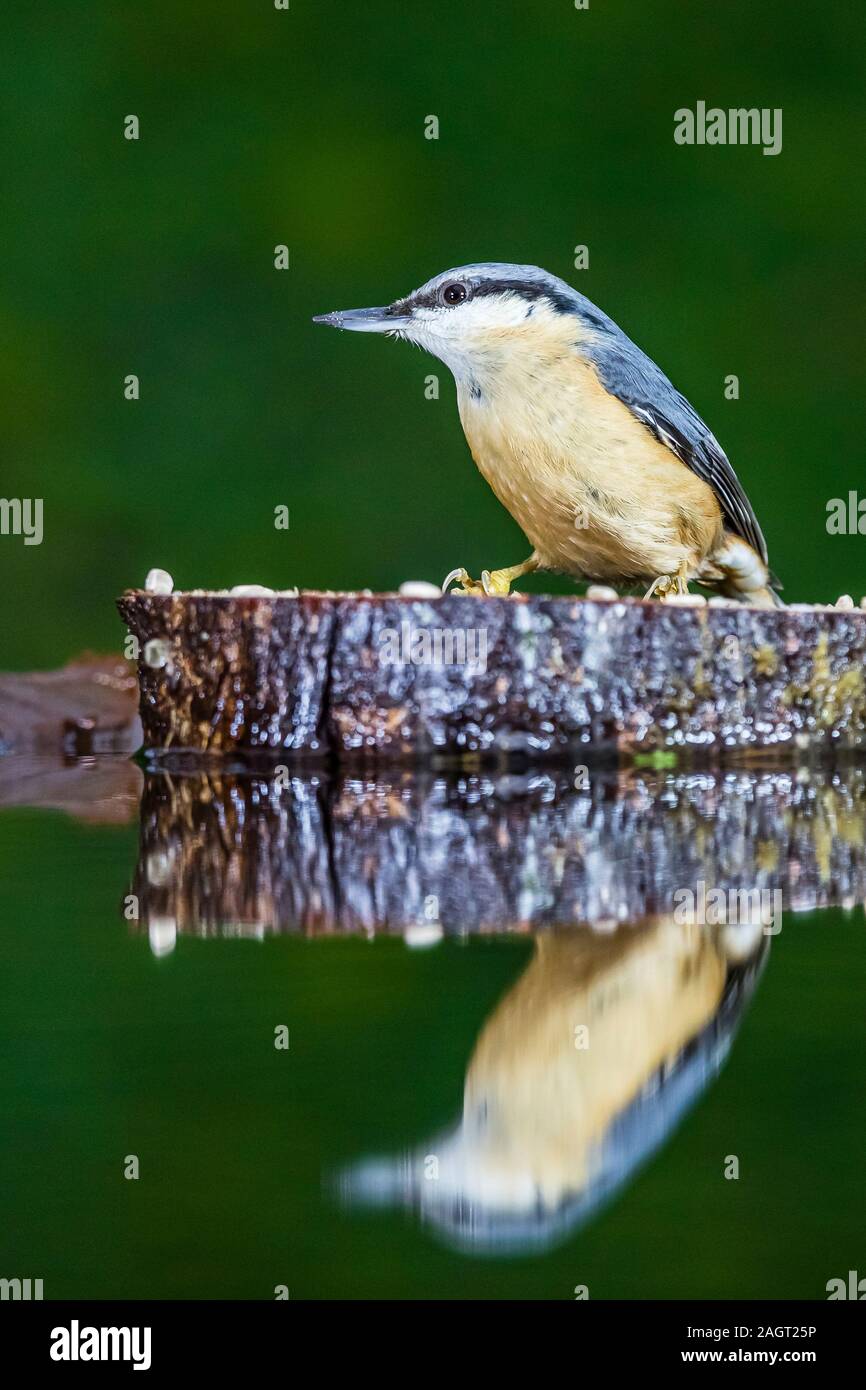 A European nuthatch foraging in late autumn in mid Wales Stock Photo