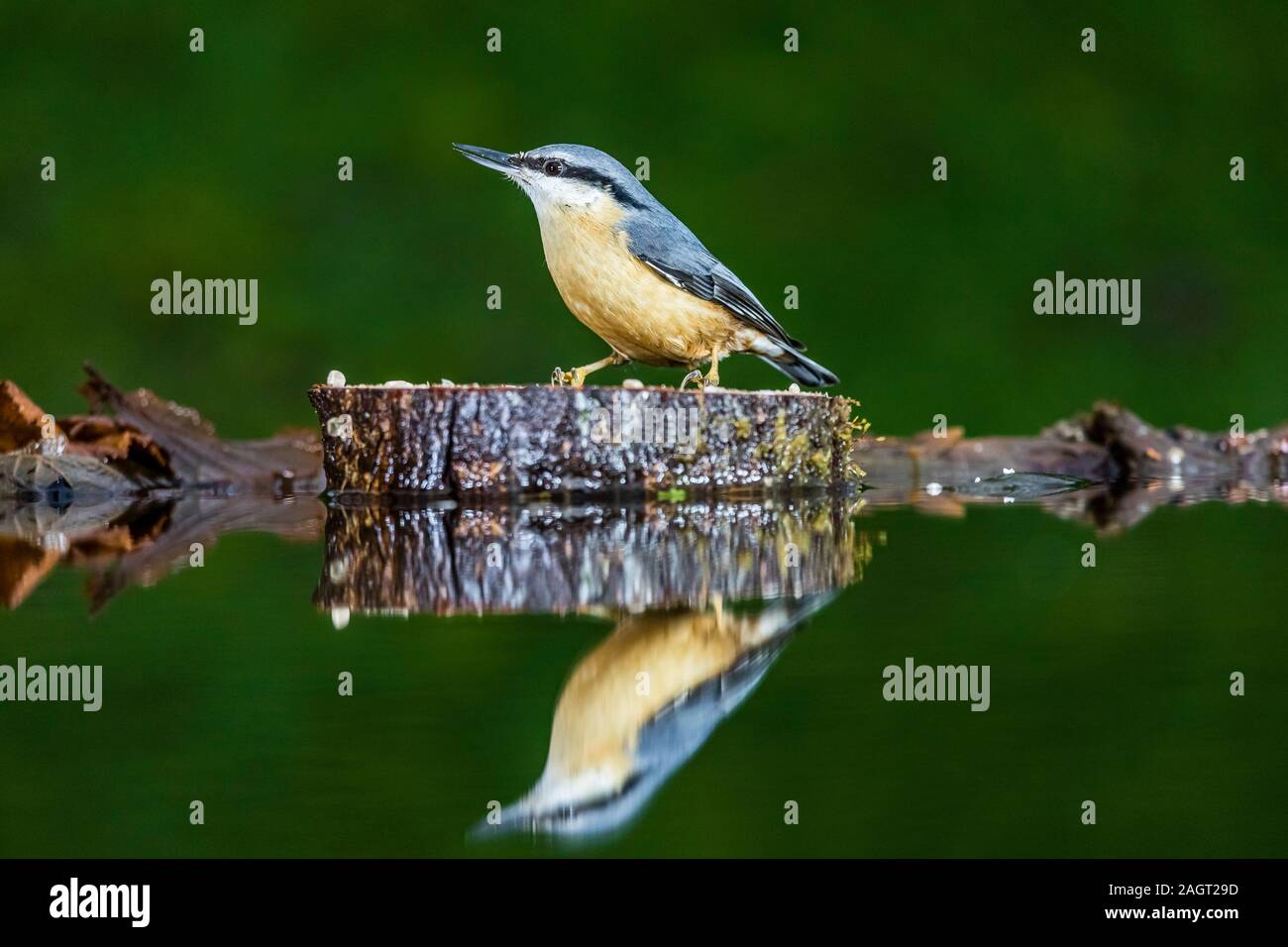 A European nuthatch foraging in late autumn in mid Wales Stock Photo