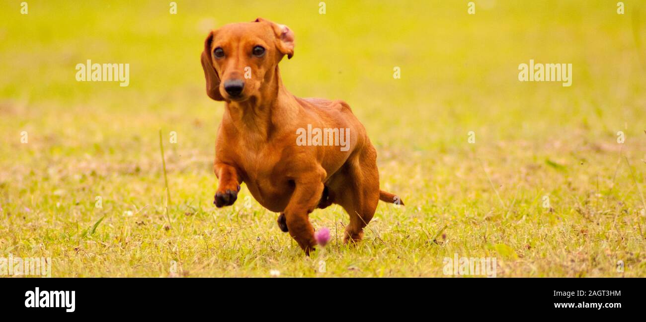 A Miniature Dachshund getting a spot of exercise Stock Photo Alamy