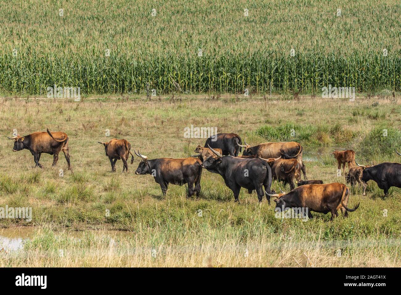 Heckrind (Bos primigenius) Heck cattle • Baden-Württemberg, Deutschland Stock Photo