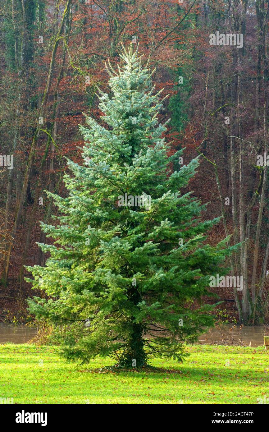 Nadelbaum in Schwäbisch Hall • BadenWürttemberg, Deutschland Stock