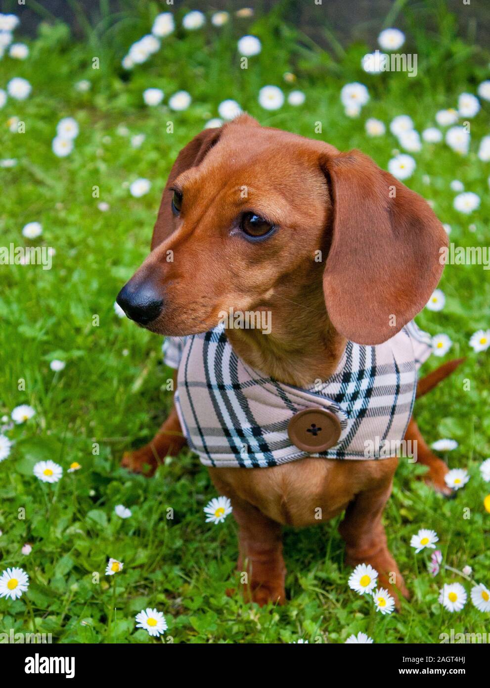 Miniature Dachshund clothing Stock Photo - Alamy