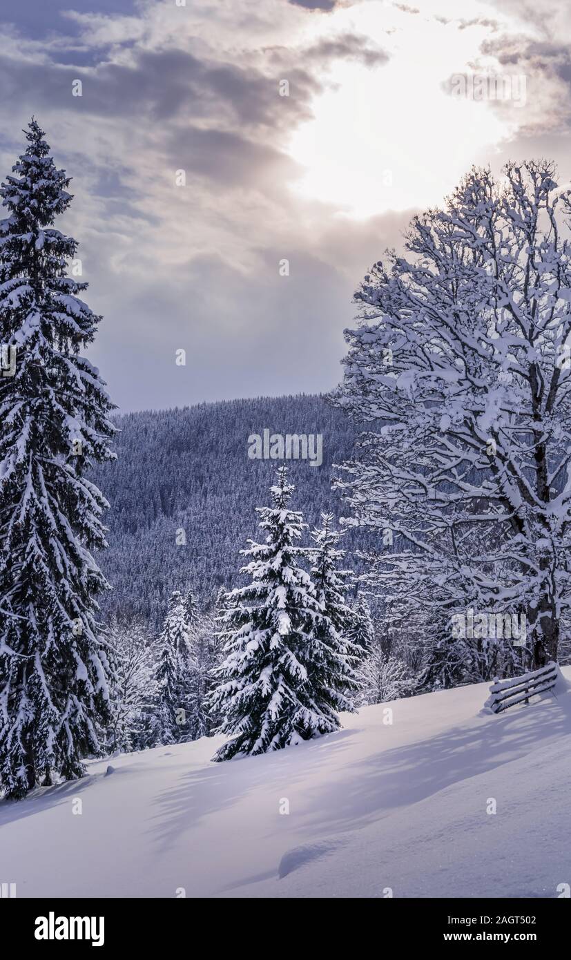 Carpathian mountains covered by mixed forest under heavy snow. Untouched snow at foreground. Sun is shining through gap in clouds. Vertical greeting c Stock Photo