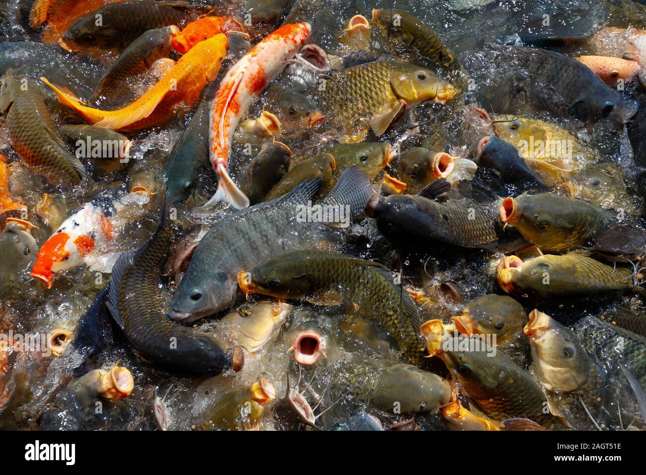 Dense and messy group of carp and catfish fighting for catching the food throwed by people Stock Photo