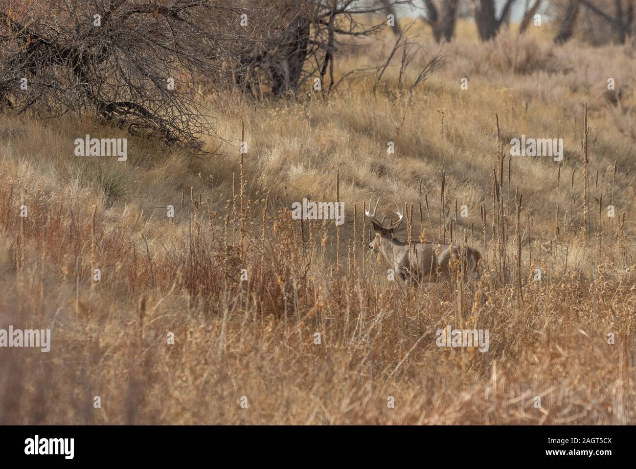 Whitetail Deer Buck During the Fall Rut Stock Photo - Alamy