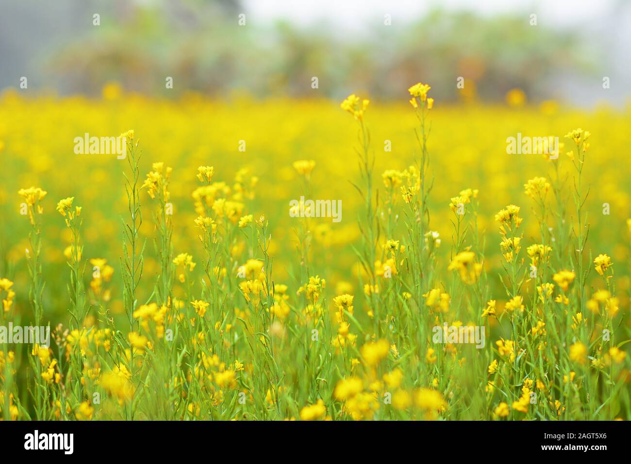 Cây cải dầu với những bông hoa vàng rực rỡ sẽ khiến màn hình điện thoại của bạn trở nên sinh động và đầy màu sắc. Đây là một lựa chọn tuyệt vời cho những ai yêu thích thiên nhiên và muốn trang trí cho mình một màn hình độc đáo.